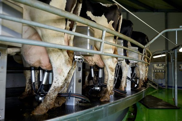 Comment augmenter la production de lait de vache ?